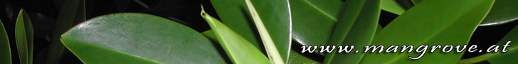 mangrove banner leaderboard