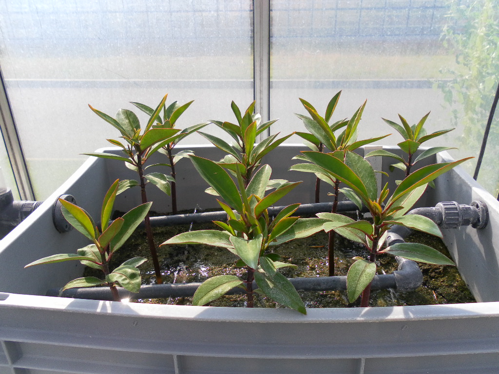 Keeping and cultivation of mangroves