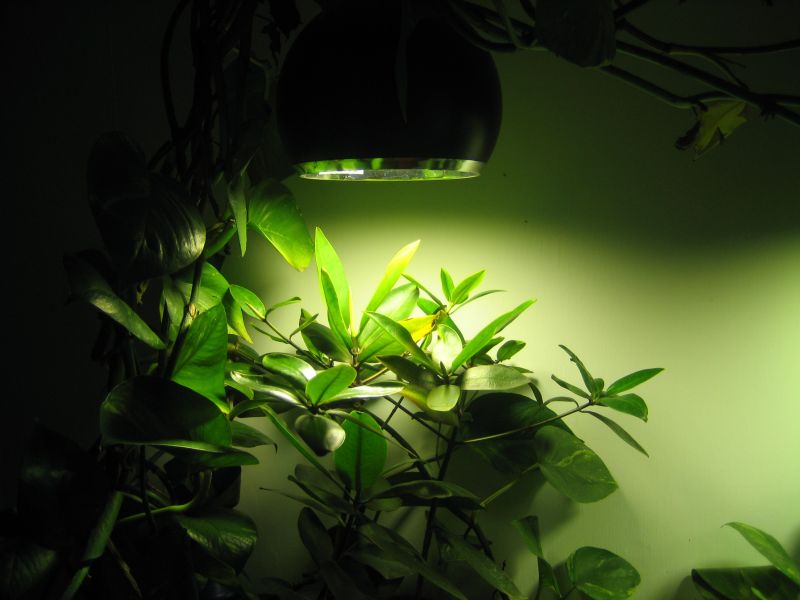 keeping and cultivation of