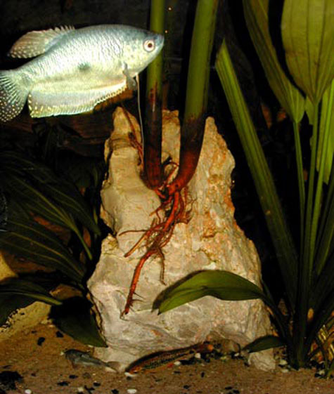 keeping and cultivation of