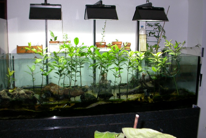 red mangrove freshwater aquarium