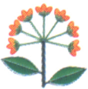 umbel