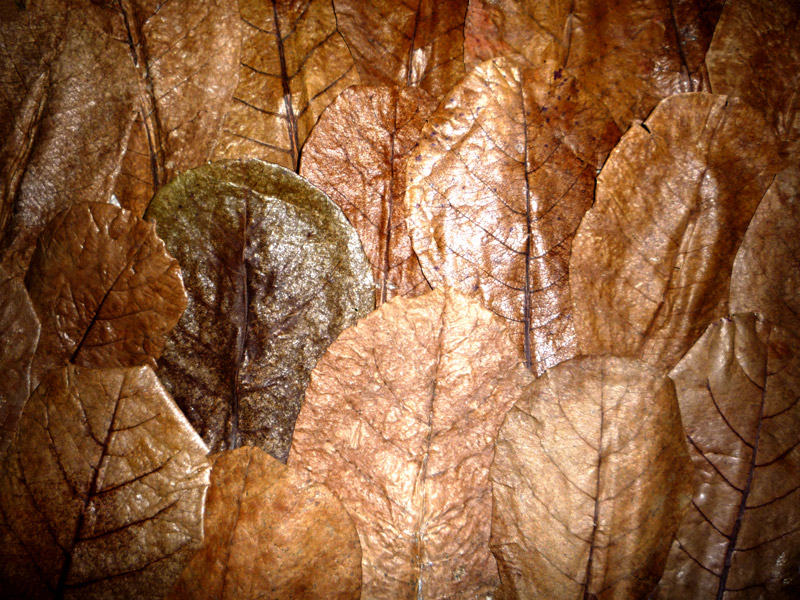 catappa leaves