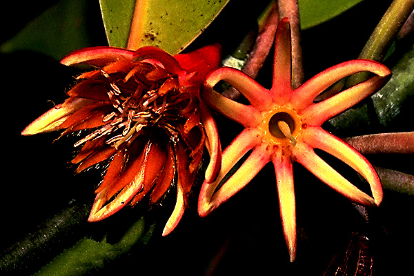 Bruguiera gymnorhiza - Large-Leafed Orange Mangrove