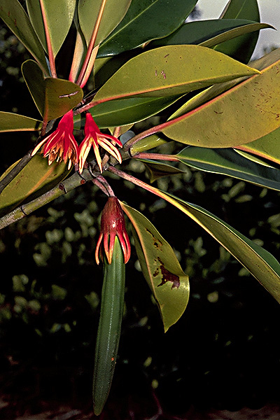 Bruguiera gymnorhiza - Large-Leafed Orange Mangrove