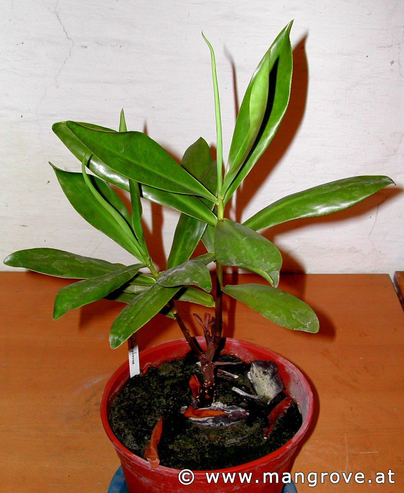 Мангровый палюдариум - Страница 2 Pelliciera%20rhizophorae%20cultivation%2007