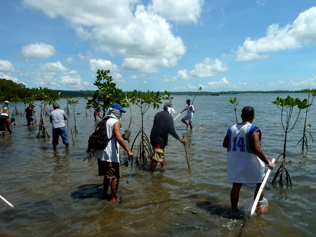 rhizophora mangle red mangrove